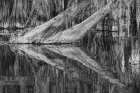 Bald cypress trees reflecting autumn colors in southern swamp, Caddo Lake, Texas. Art Print